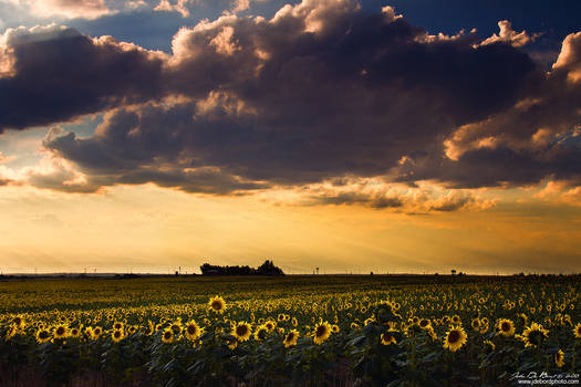 A Summer Evening Serenade