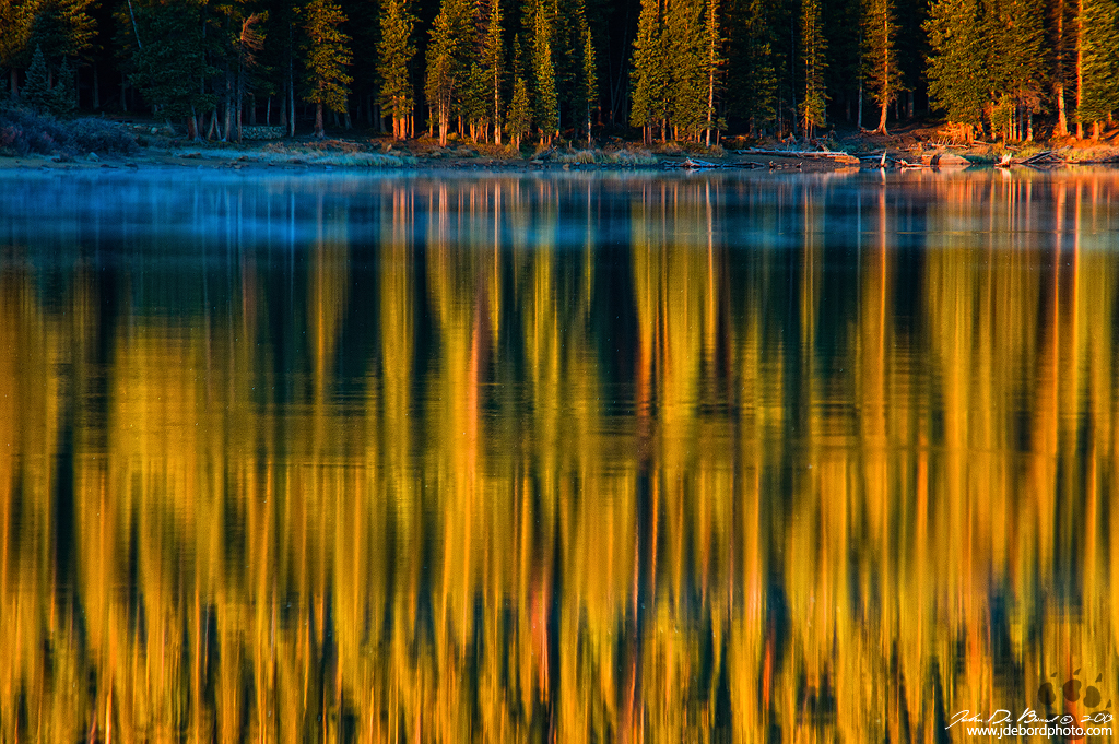 A Forest Reflection