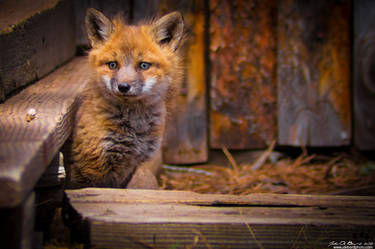 A Curious Youngster