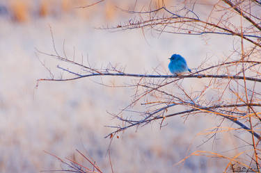 Signs Of Spring