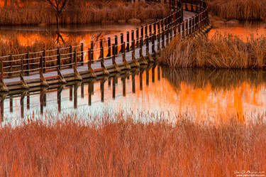 Wetlands Dawn