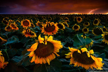 Lightning and Sunflowers