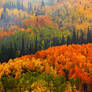 Fall In The Gunnison National Forest