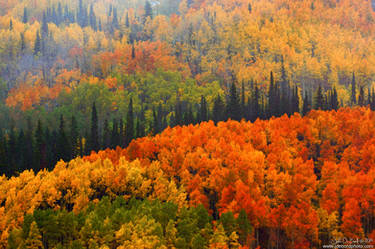 Fall In The Gunnison National Forest