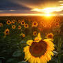 Sunflowers and Sunrays