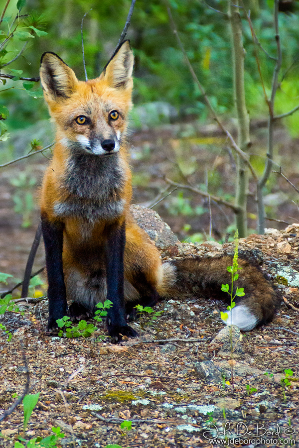 Red Fox Portrait II