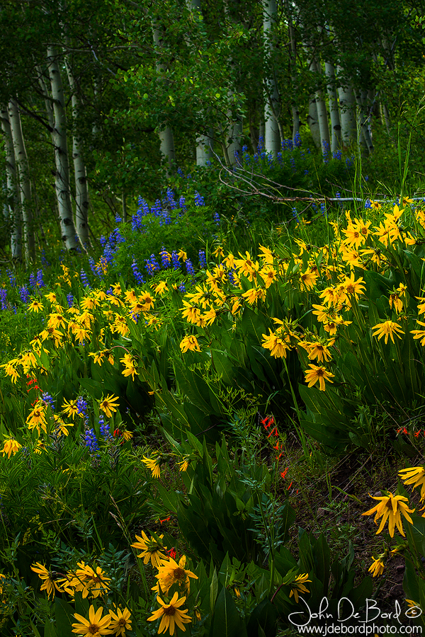 Wildflowers Of Crested Butte