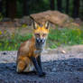 A Red Fox Stare