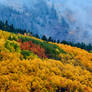 Fog And Fall In Colorado