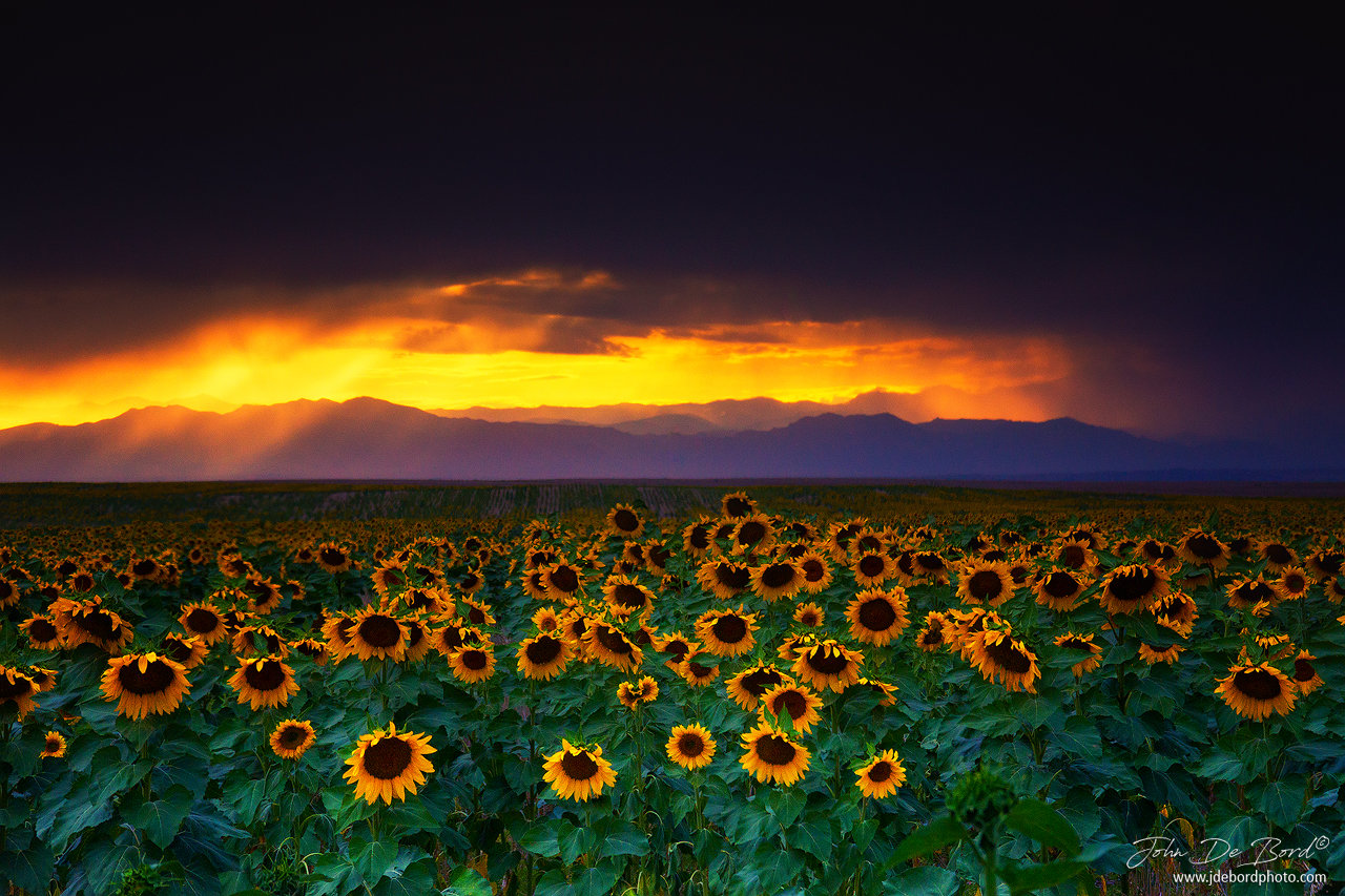 Storms, Sunflowers, and Sunsets