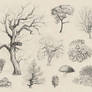 Tree and Shrub Sketches 1