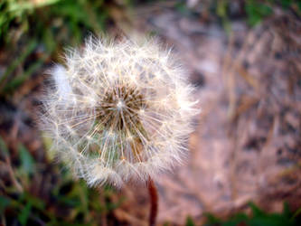 dandelion