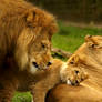 Lion Family.