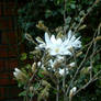 Magnolia Stellata 'Royal Star'