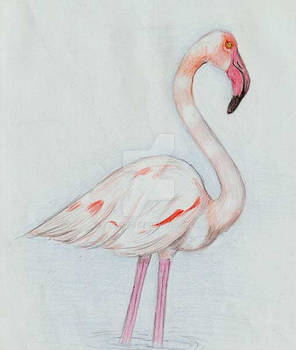 Flamingo - reposted