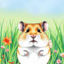 Hamster