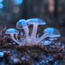 Transparent fungus