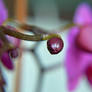 Magenta orchid bud, macro