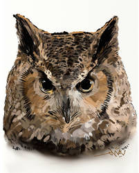 owl