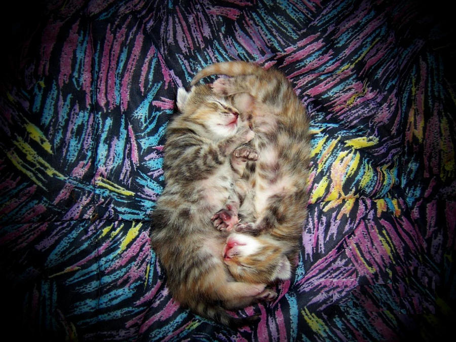 My kittens