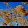 Reed
