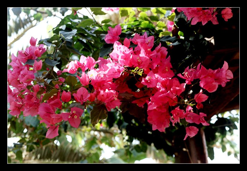 Bouganvillea