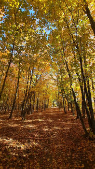 Fall trail