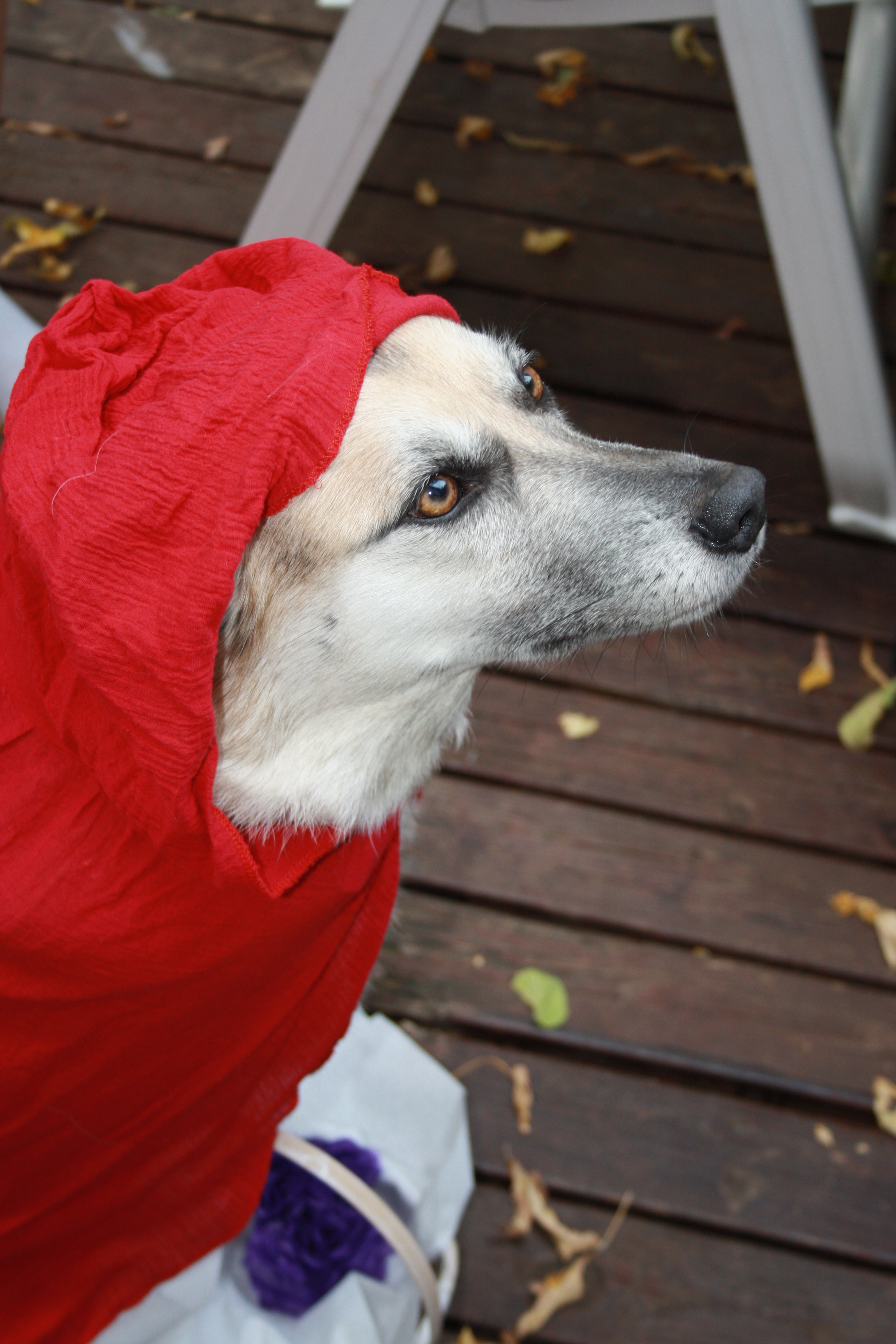 Red Riding Hood Photo Shoot 01