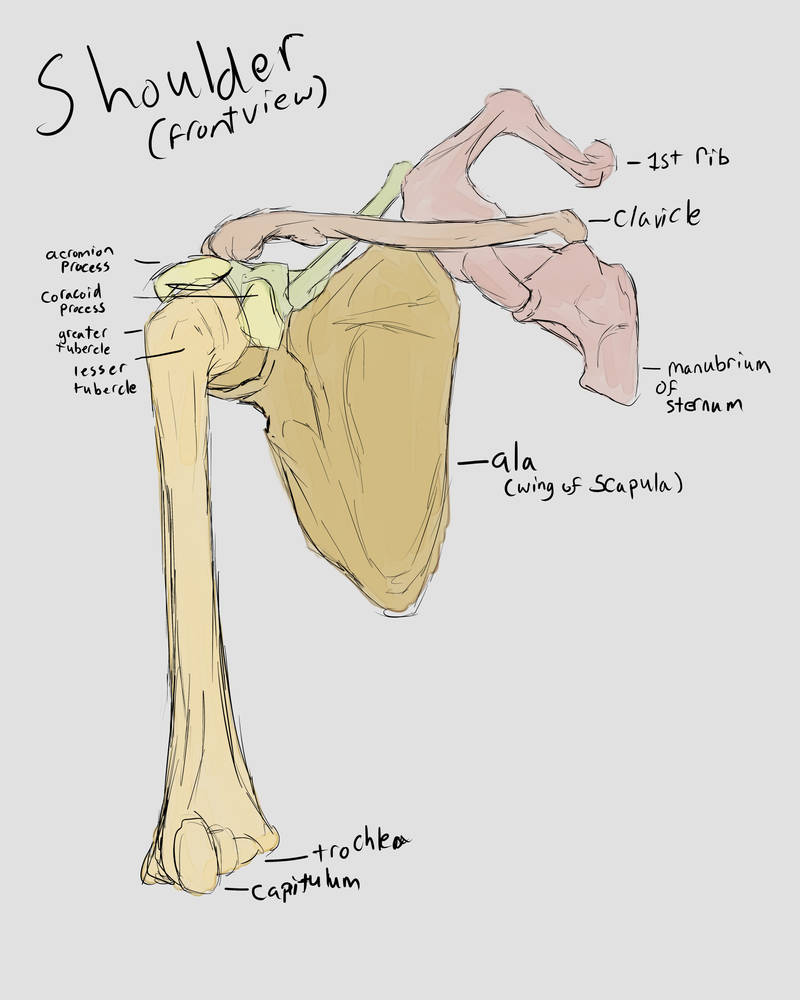 Simple Shoulder Example Shoulder study. by jzsketch on DeviantArt