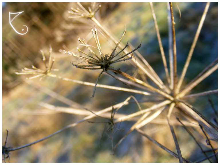 Flowers of Eternity