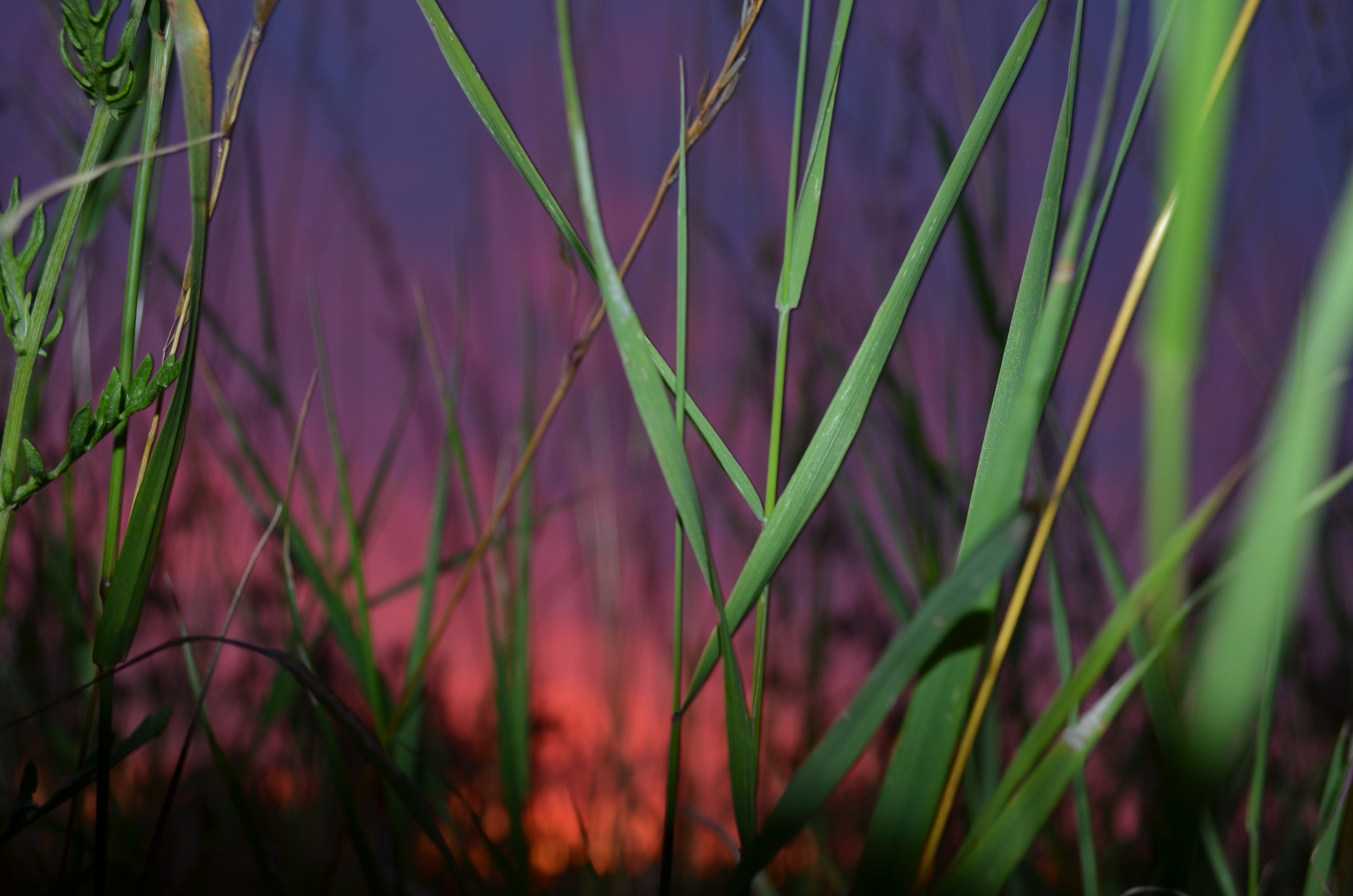 Grassroots Sunset