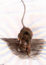 mouse stage 2