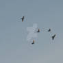 Seagull Flock