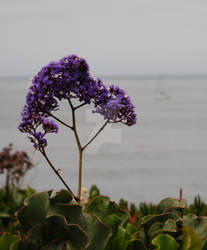 Flowers By the Sea