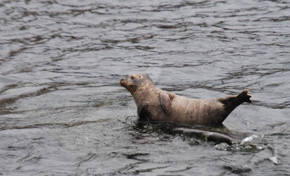 Little Seal