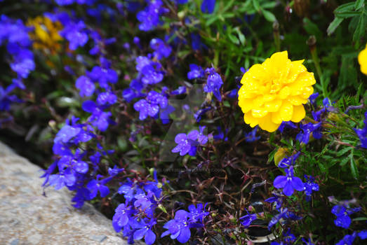 Street-Side Flowers