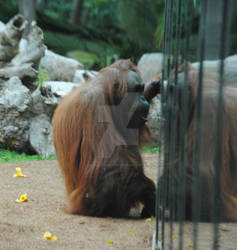 Orangutan in the Reflection