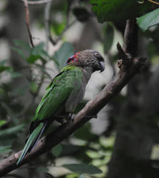 Dark Jungle Bird