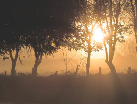 Brume matinale