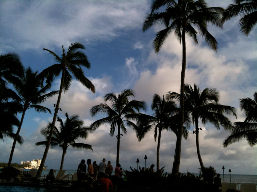 Palm trees