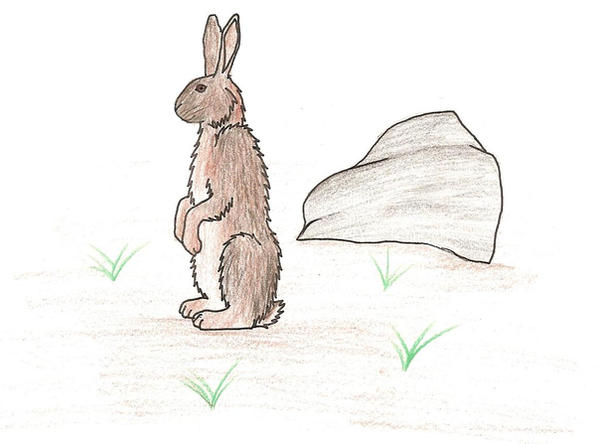 Wild Rabbit by WildHusky318 on DeviantArt