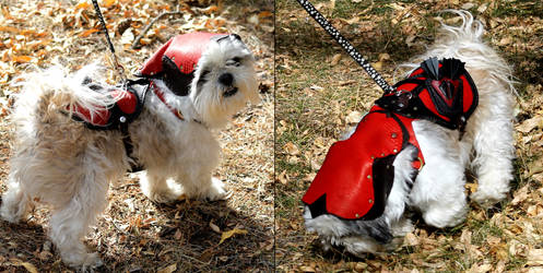 Arf-senal Dog Cosplay Costume