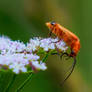 Insect on flower