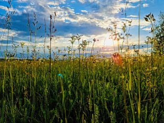 Summer photo in Russia