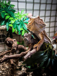 Spyro the 'Bearded' Dragon