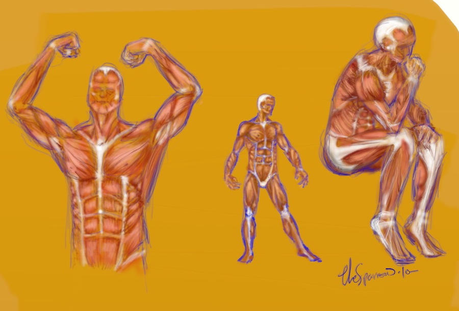 Muscle Study Male Muscle study by myrtopapadaki on DeviantArt