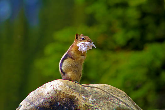 Hungry Squirrel