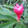 Tropical Flower 1