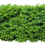 Hedge1 png