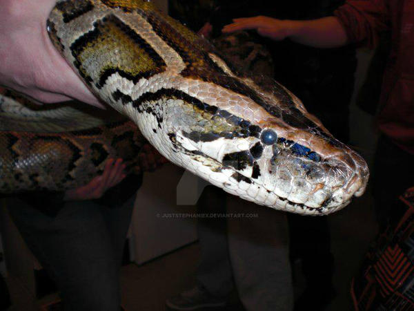 Tiger python headshot by JustStephaniex on DeviantArt